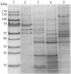 ͼ3 ϳĸάԭSDS-PAGE