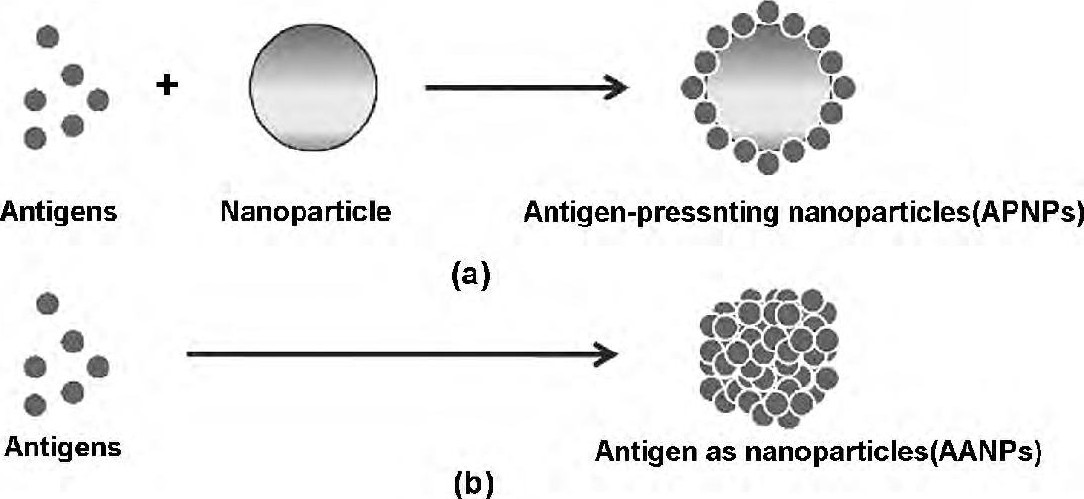 ͼ2 ԭΪԭʵƽ̨[31]Fig 2Antigens combined with nanoparticles which are used as the platform for presenting antigen[31]