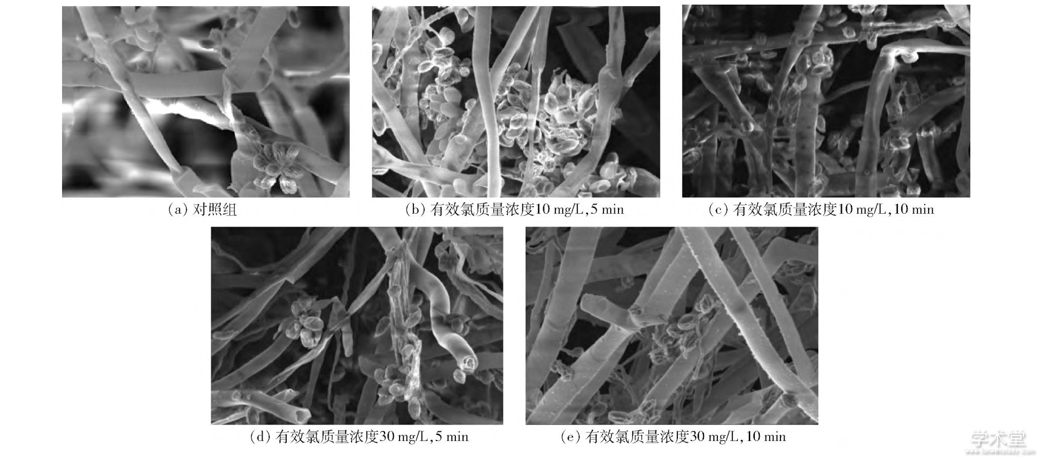 ͼ1 ΢ԵˮԻߴǰɨ羵ͼFig.1 SEM photos of Botrytis cinerea before and after slightly acidic electrolyzed water treatment